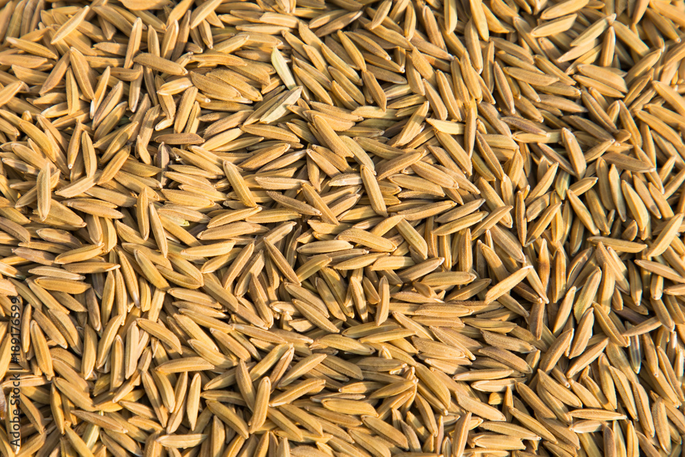 Paddy jasmine rice texture background, Food background