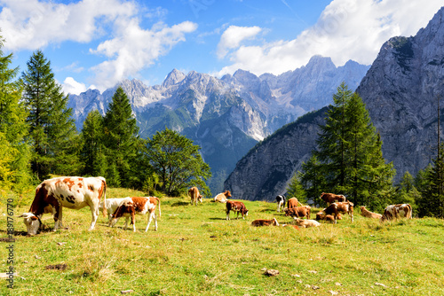 Cattles grazing grass with view of the Julian Alps from the Vrsic Pass, Slovenia