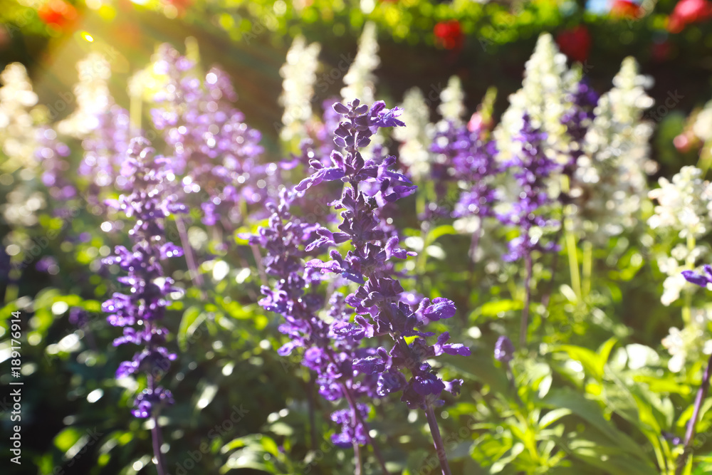 Gardens with the flourishing violet lavender flowers Gardens with the flourishing violet lavender flowers