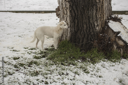The mimicry of animals in winter. The white dog in the snow. The habits of the predator when searching for food in the cold season.
