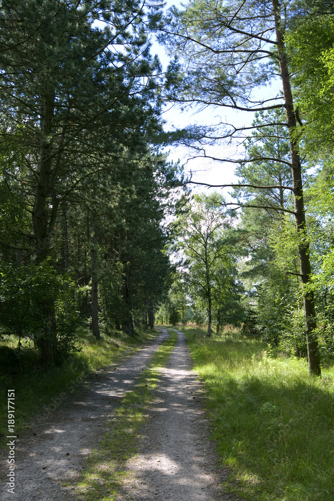 Fototapeta premium Laesoe / Denmark: Forest path near Kaerene moorland on a sunny day in August