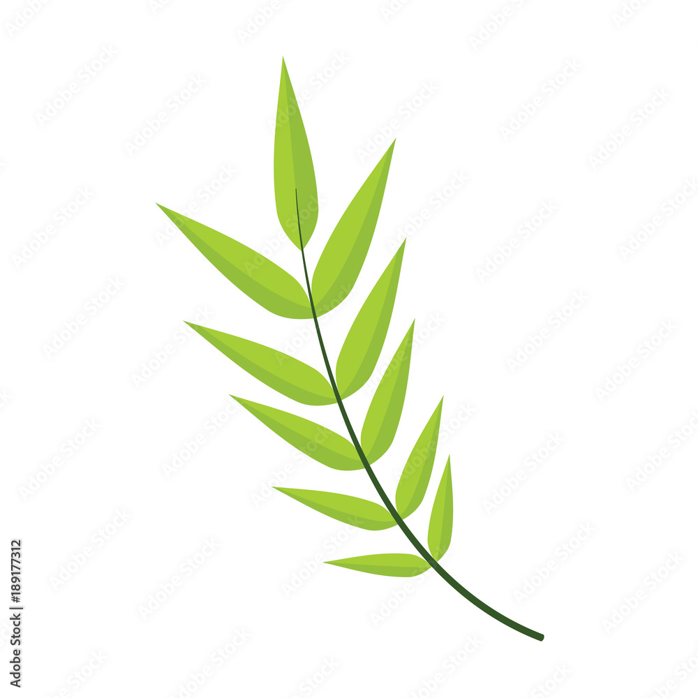 Obraz premium Honey Locust Leaves Vector Illustration Graphic