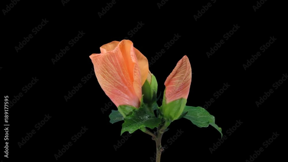 Time-lapse of opening yellow hibiscus (Chinese Rose) flower 2a1 in PNG+ format with ALPHA transparency channel isolated on black background
Time-lapse of opening yellow hibiscus (Chinese Rose) flower 2a1 in PNG+ format with ALPHA transparency channel isolated on black background