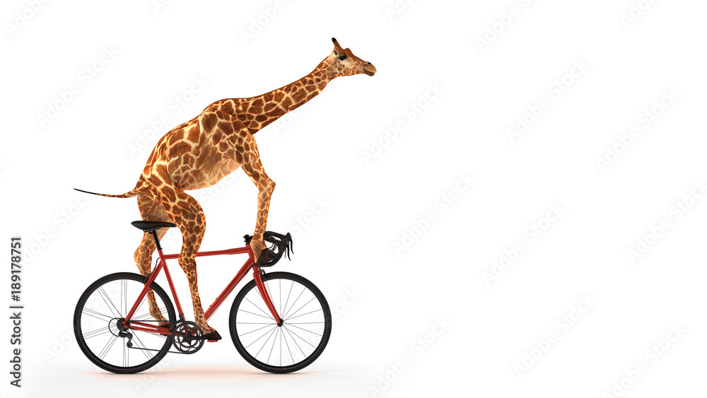 Freigestellte Giraffe auf Fahrrad - obrazy, fototapety, plakaty 