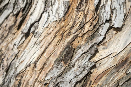 Full frame close up of the textured bark of an old-growth pine tropical pine tree with exposed skin