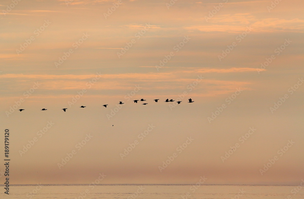 A flock of large cormorants flying over the sea at sunrise. Silhouettes of birds over the sea
