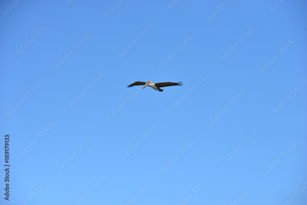 A Pelican flying at Dauphin Island in America A Pelican flying at Dauphin Island in America