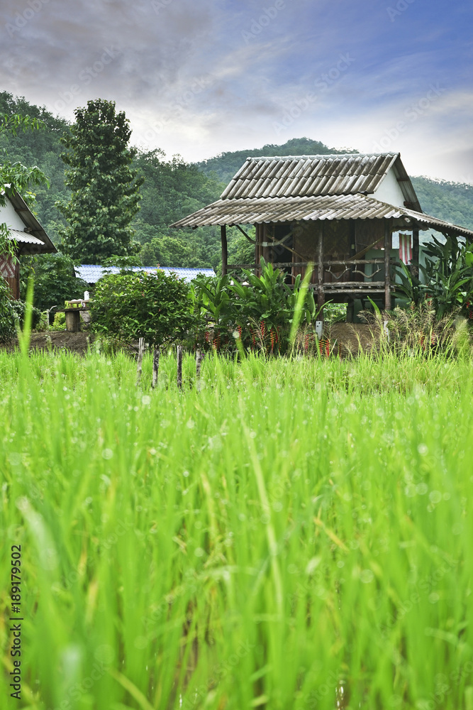 Obraz premium Paddy field and Farmer house in the Upcountry.