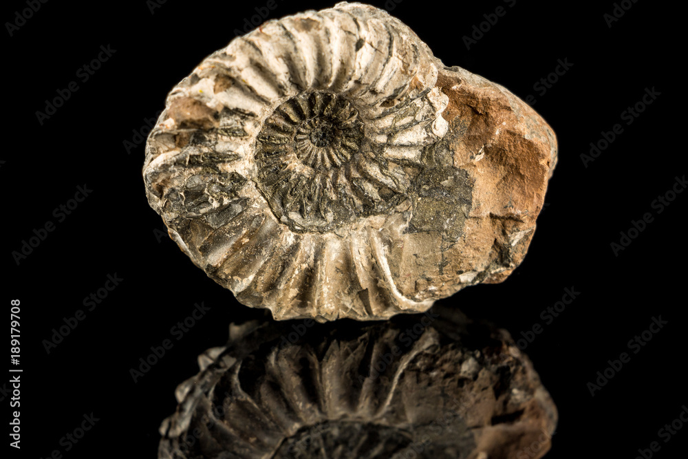 A petrified snail on a black reflecting ground