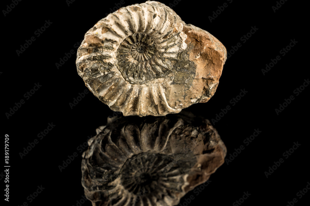A petrified snail on a black reflecting ground A petrified snail on a black reflecting ground
