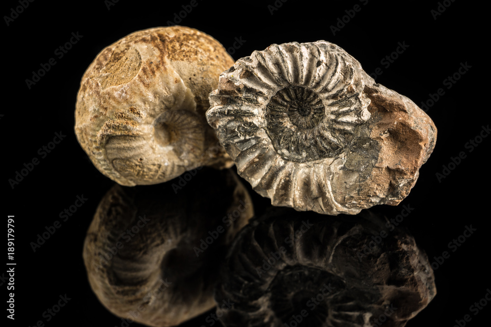 Petrified snails on a black reflecting ground Petrified snails on a black reflecting ground
