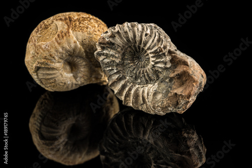 Fotografie Petrified snails on a black reflecting ground