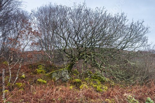 Sticky Trees / An image of a wooded bank on the Ardnamurchan peninsula in Lochaber, Scotland. 24 December 2017. photo