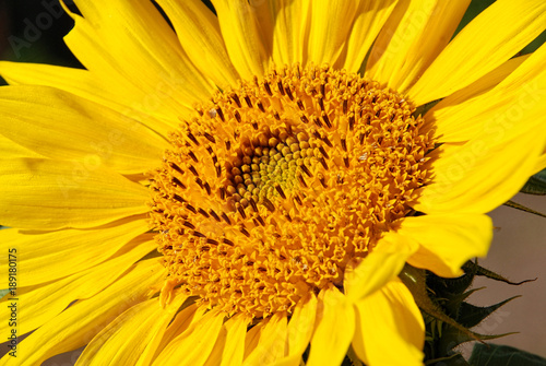 Sunflower close up