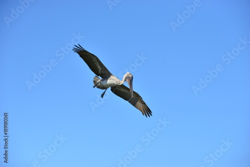 A Pelican hunting for food.  