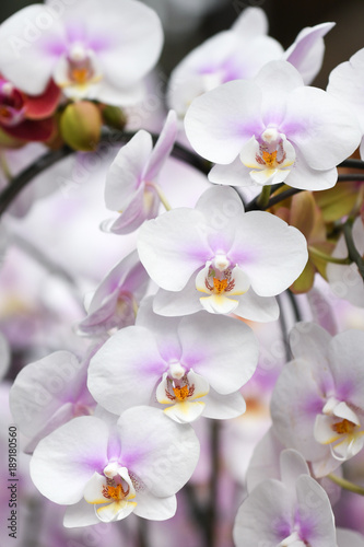 Fototapeta Naklejka Na Ścianę i Meble -  White and purple moth orchid - close up