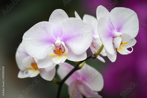 White and purple moth orchid - close up