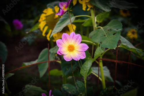 Fototapeta Naklejka Na Ścianę i Meble -  Fresh Petals of Beautiful Yellow Dahlia Flower