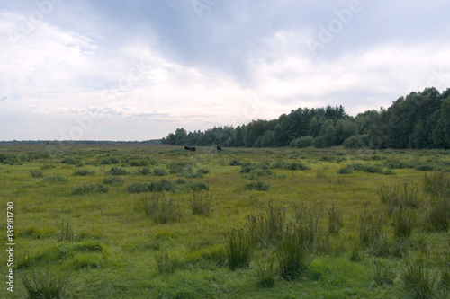 Laesoe / Denmark: Landscape management by means of cattle pasturage in Kaerene moorland
