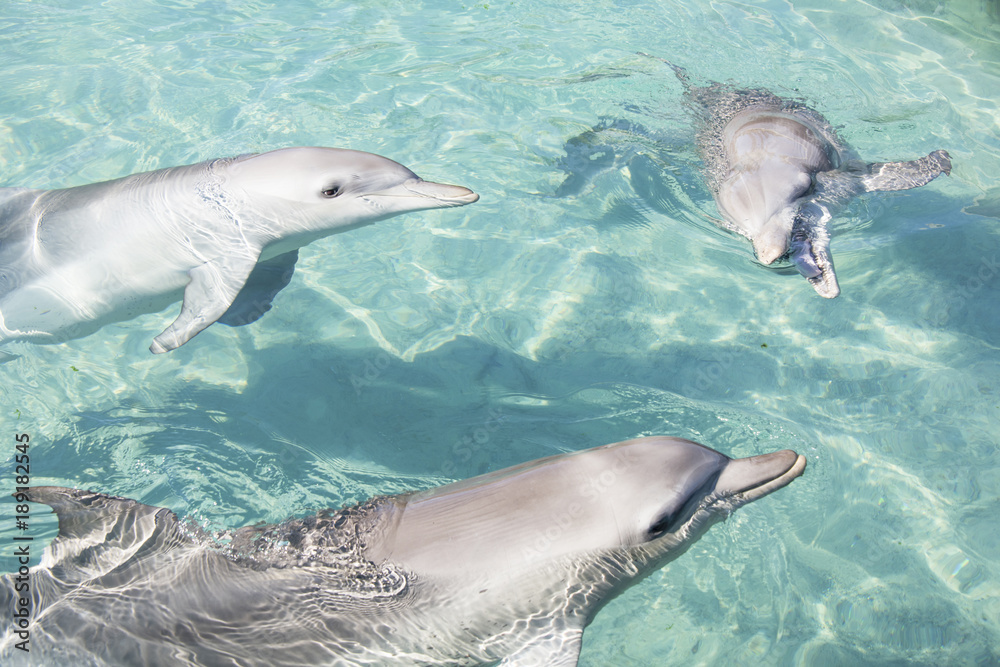 Fototapeta premium Dolphin Team