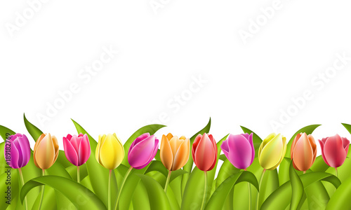 Isolated border on white with copy space of fresh red and orange spring tulips with green leaves