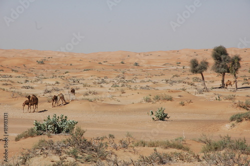 Emirate1 Wüste