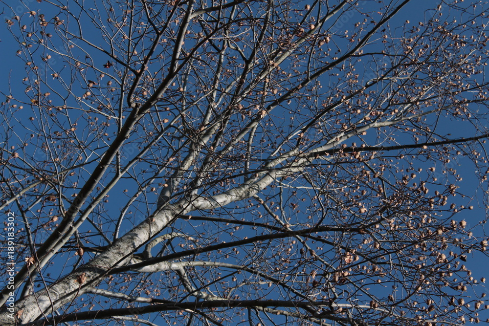 Obraz premium looking to the sky below the tree