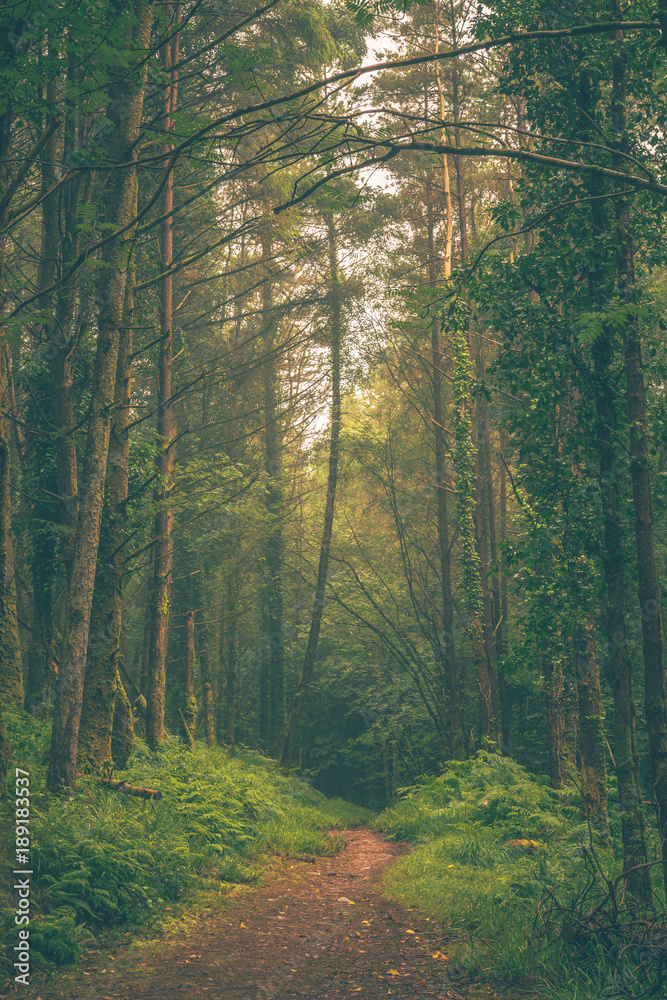 Fototapeta premium Hazy Woodland Trail