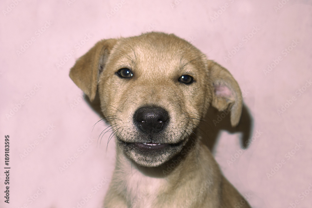 smile puppy studio shoot