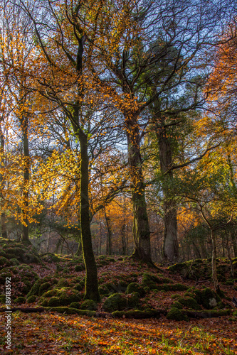 Autumnal Beech Wood