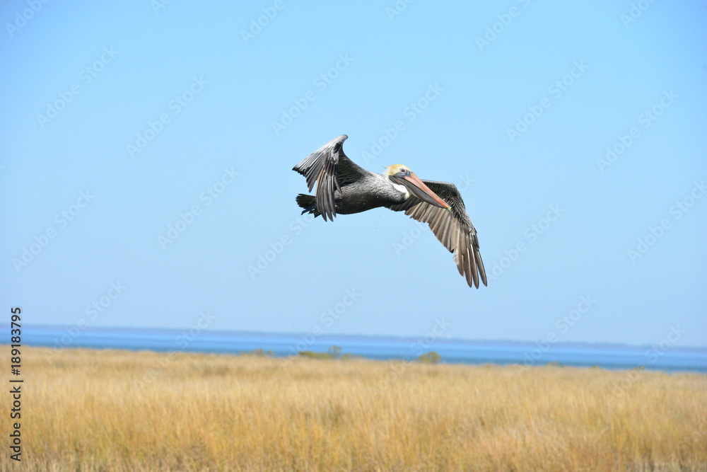 A Pelican flying at Dauphin Island in America
