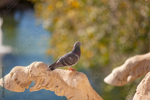 cute bird