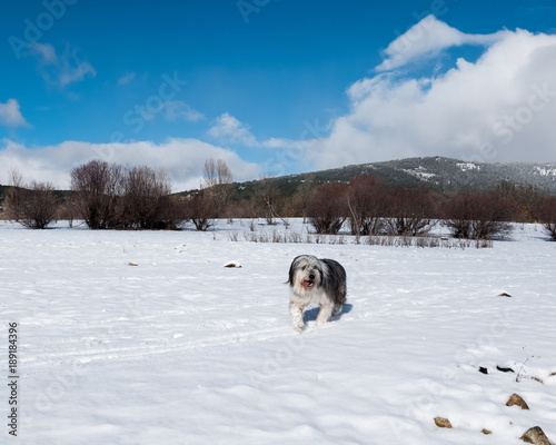 Dog and snow © AnnaGorrion
