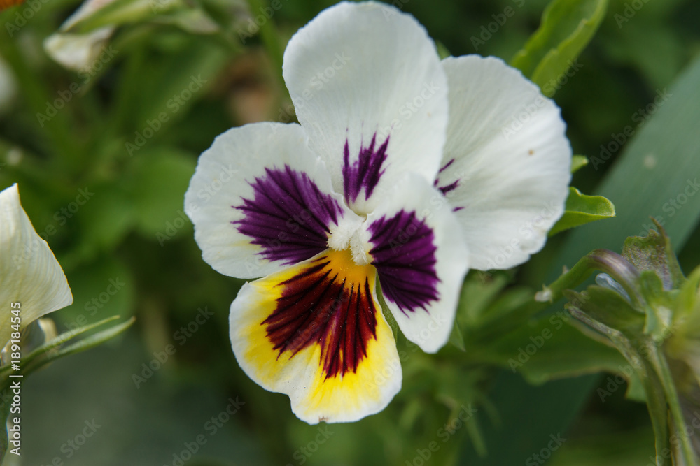 White with yellow pansies White with yellow pansies