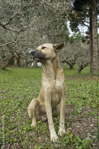 Thailand dog sitting in the flower garden © eaohm