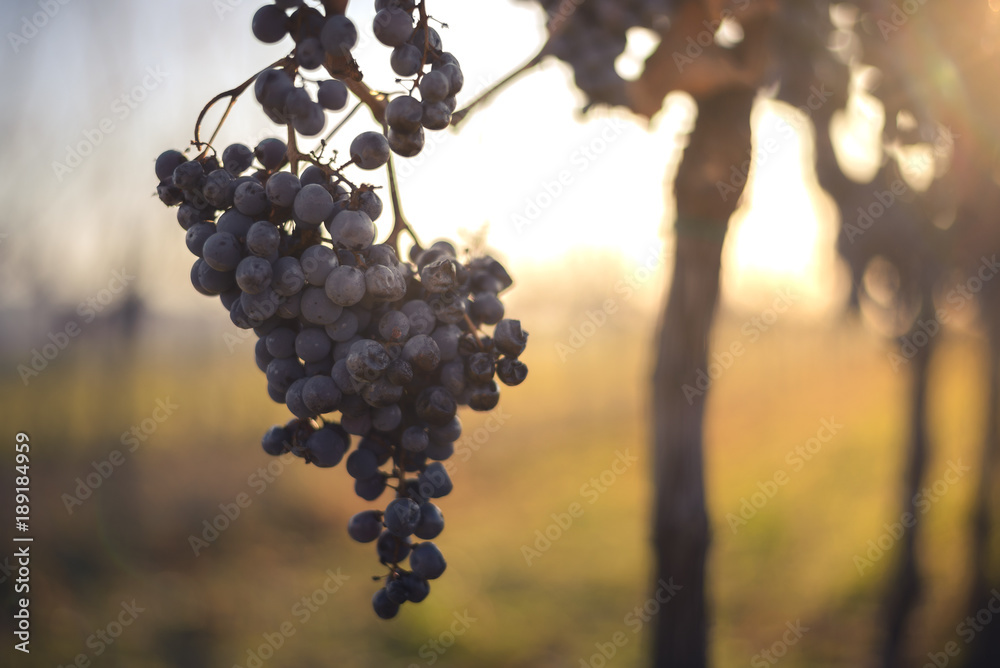 Blue vine grapes. Grapes for making ice wine. Detailed view of a frozen grape vines in a vineyard in autumn