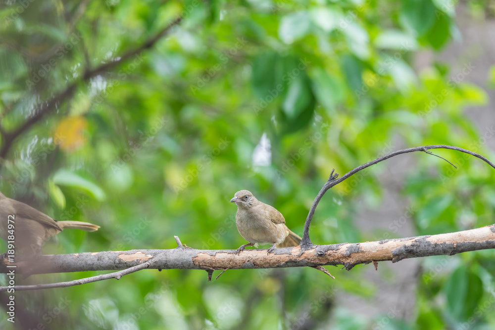 Bird (Streak-eared bulbul) on tree in nature wild Bird (Streak-eared bulbul) on tree in nature wild