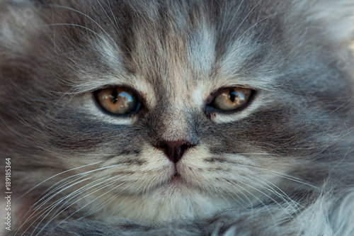 Portrait of a sad gray kitten close up.