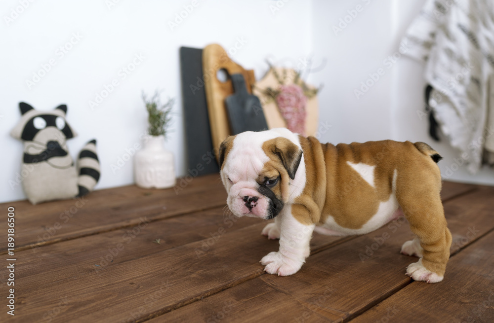 The puppy of a bulldog is on a brown table.