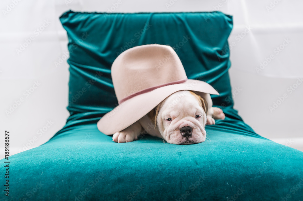 Portrait of a puppy of the bulldog in a big felt hat lying on a chair Portrait of a puppy of the bulldog in a big felt hat lying on a chair