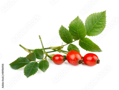 Rose hip berries with leaves isolated on white background.