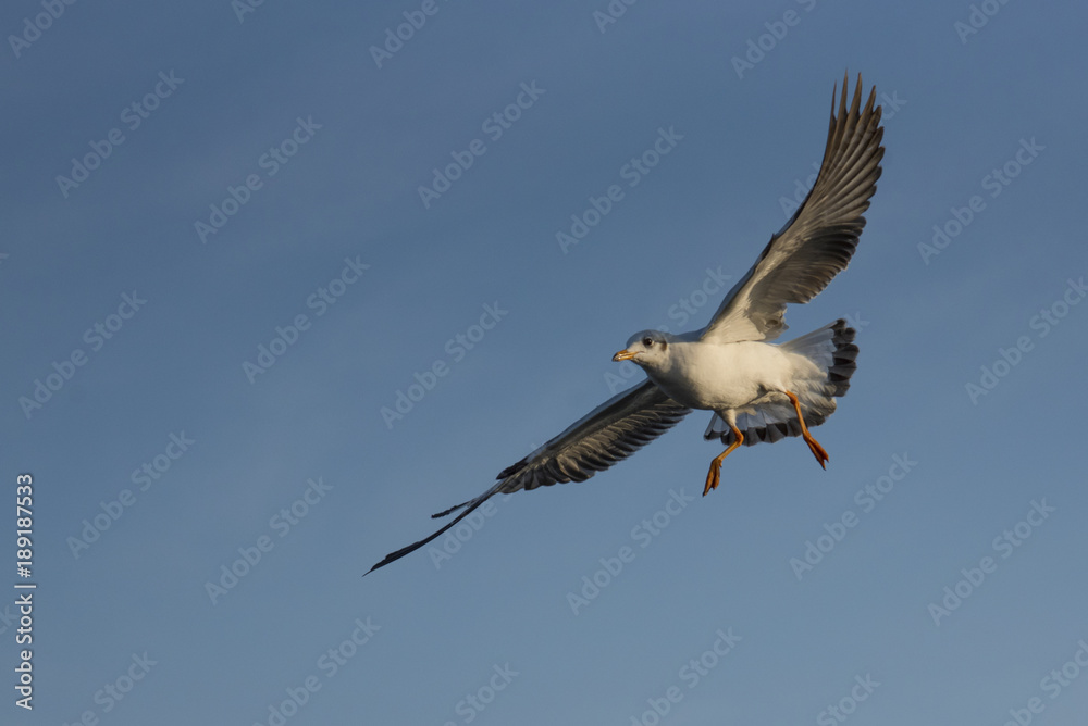 Obraz premium Amazing flying action of Seagulls bird at coast