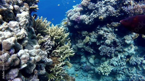 Wallpaper Mural The ocean and the corals. Colorful tropical fish. Torontodigital.ca