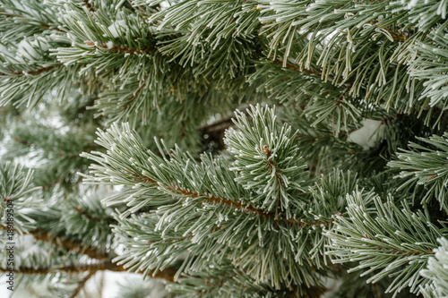 pine in the snow