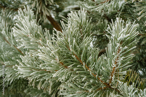 pine in the snow