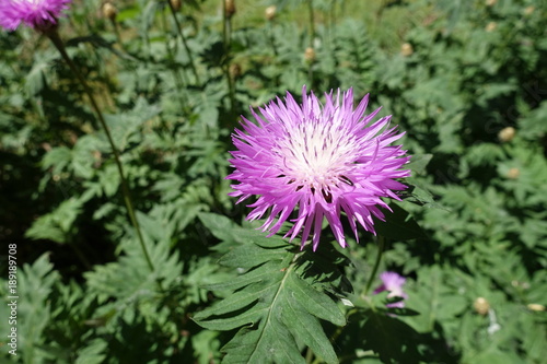 Close view of single flower of Centaurea dealbata photo