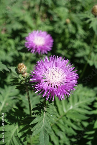 Persian cornflower in bloom in late spring