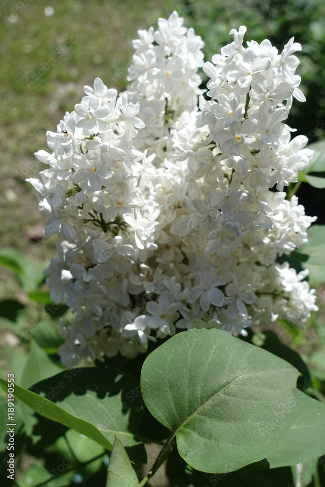 Heart shaped leave and white lilac flowers Heart shaped leave and white lilac flowers