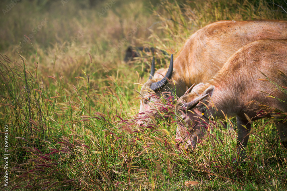 Obraz premium White Thai buffalo