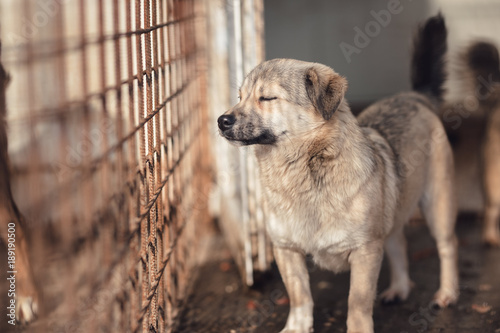 Photography Cute dog caught by hingheri who is housed in a cage at the public shelter built by the town hall for dogs on the street or dogs abandoned by dog owners